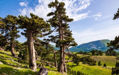 PARCO NAZIONALE DEL POLLINO
