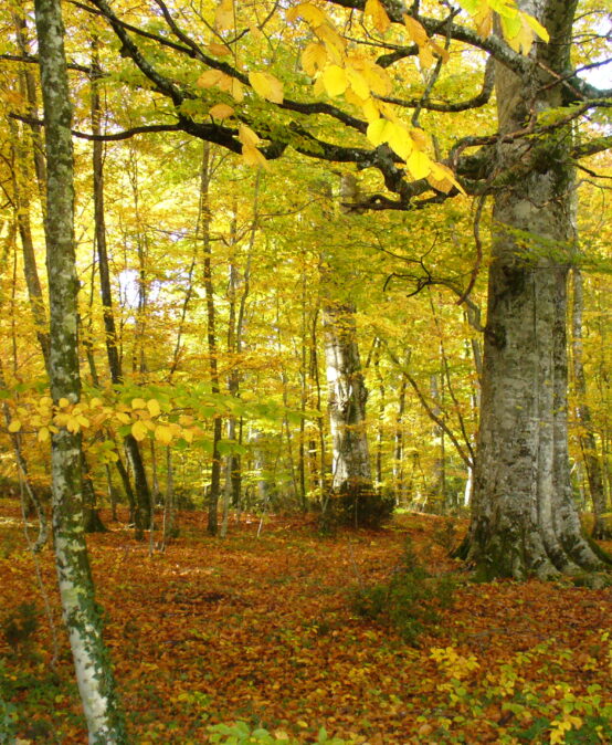 Alla scoperta dei colori del Foliage: Faggeta Vetusta dei Monti Cimini