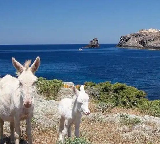 Ponte del 1 Maggio: Isola dell’Asinara in Sardegna (volo + pulmino)
